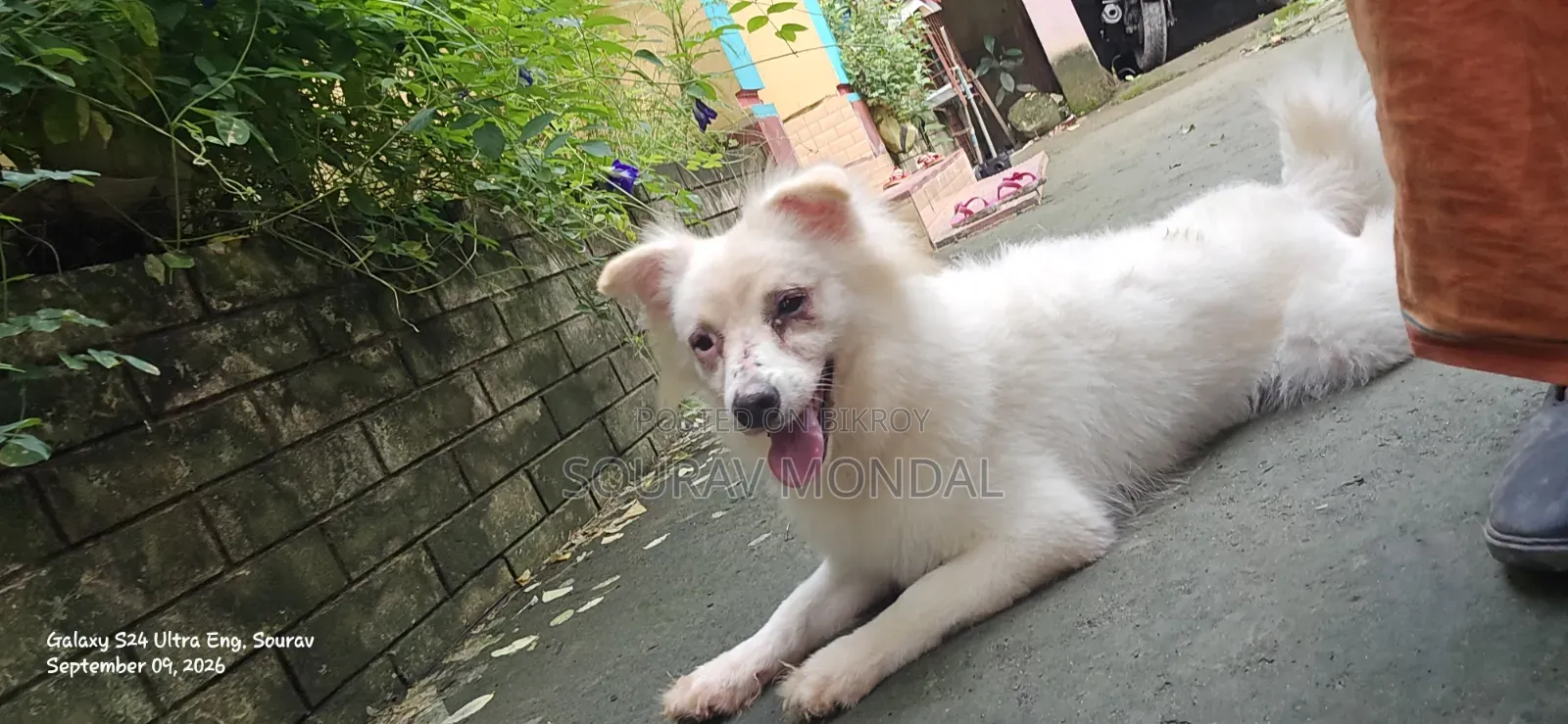 1+ year Female Purebred Japanese Spitz