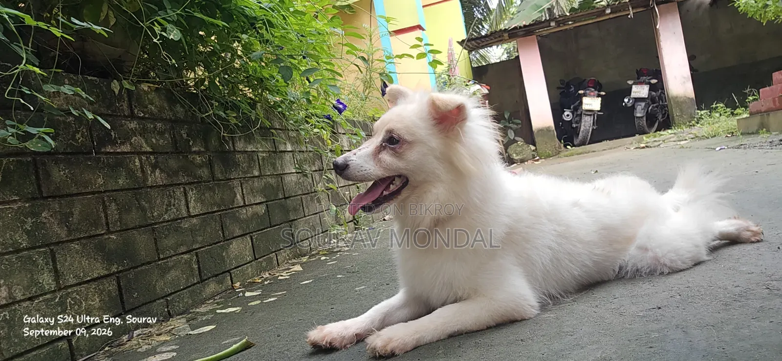 1+ year Female Purebred Japanese Spitz