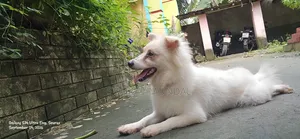 1+ year Female Purebred Japanese Spitz