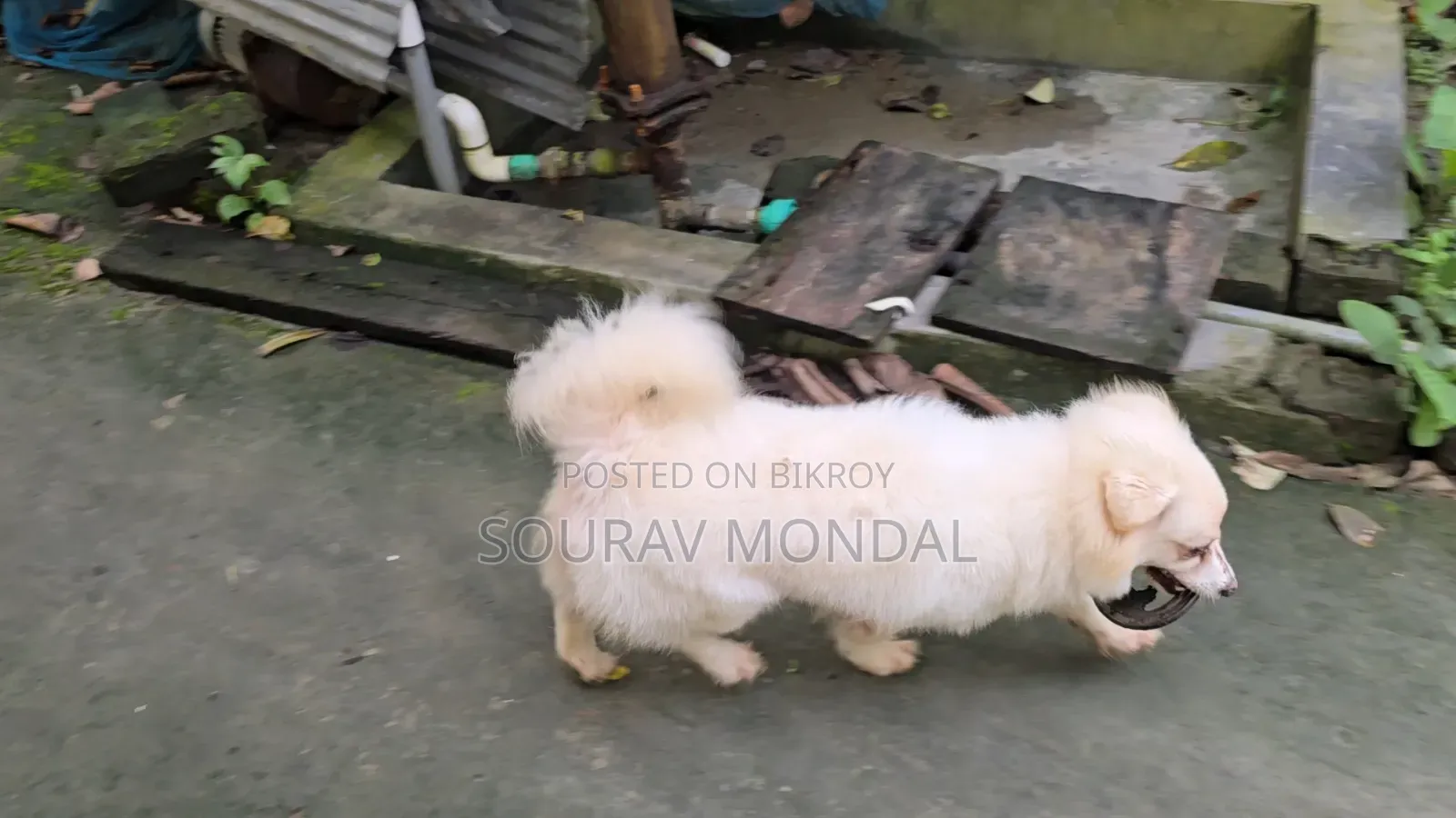 1+ year Female Purebred Japanese Spitz