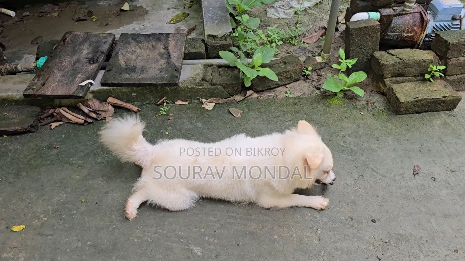 1+ year Female Purebred Japanese Spitz