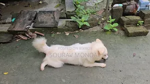 1+ year Female Purebred Japanese Spitz