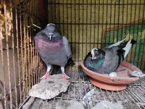 Grebaj Racing Pigeon