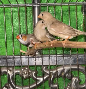 Zebra Finch Baby Pair