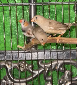 Zebra Finch Baby Pair