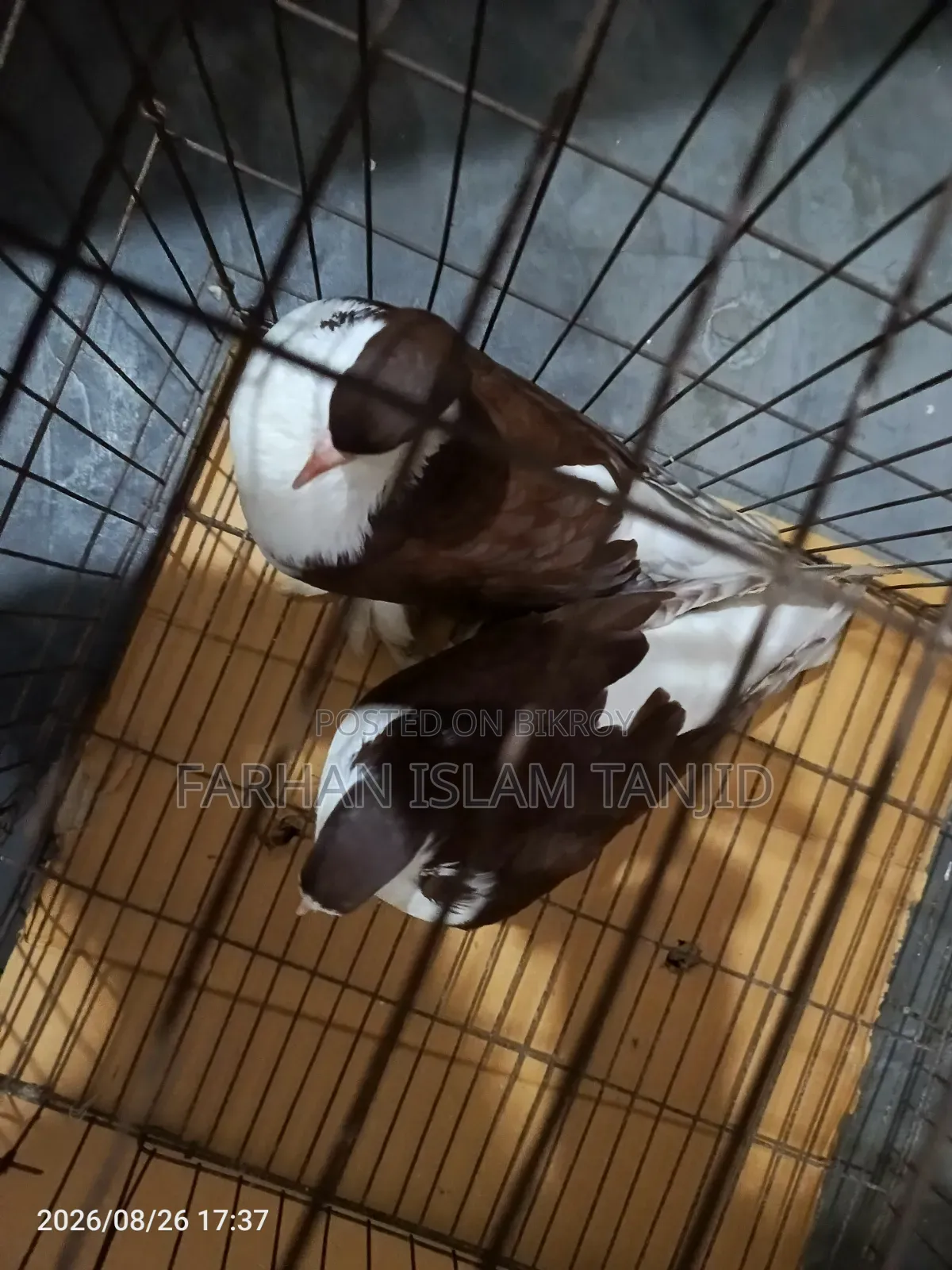 Siraji Pigeon Fully Fresh Running Pair