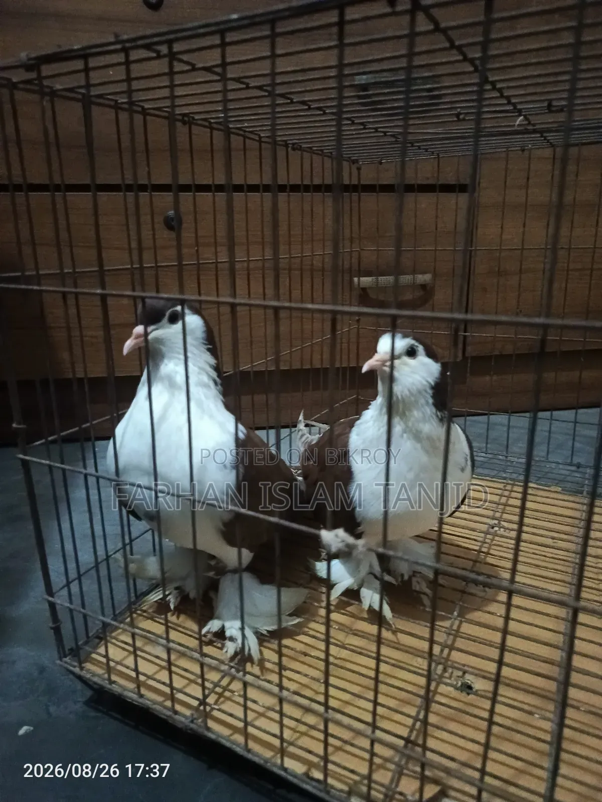 Siraji Pigeon Fully Fresh Running Pair