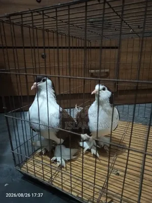 Siraji Pigeon Fully Fresh Running Pair
