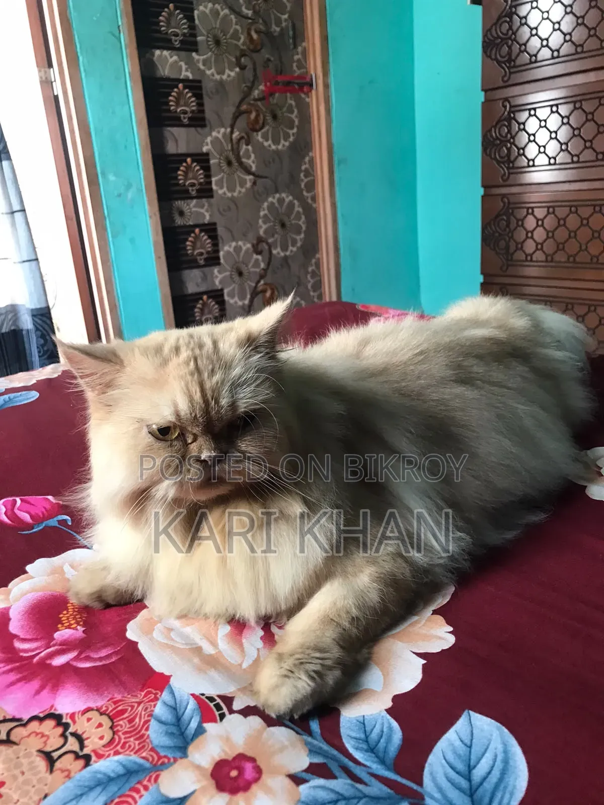 1+ Year Female Purebred Persian