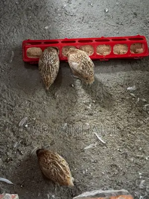 Giant Quail Bird