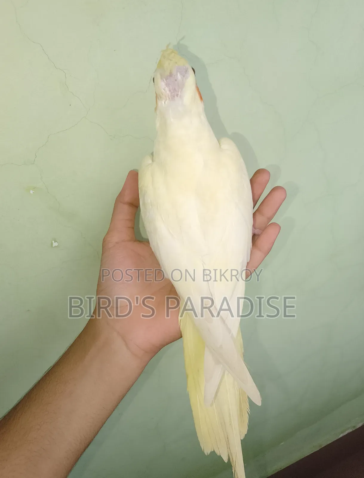 Tame Pearl Cockatiel