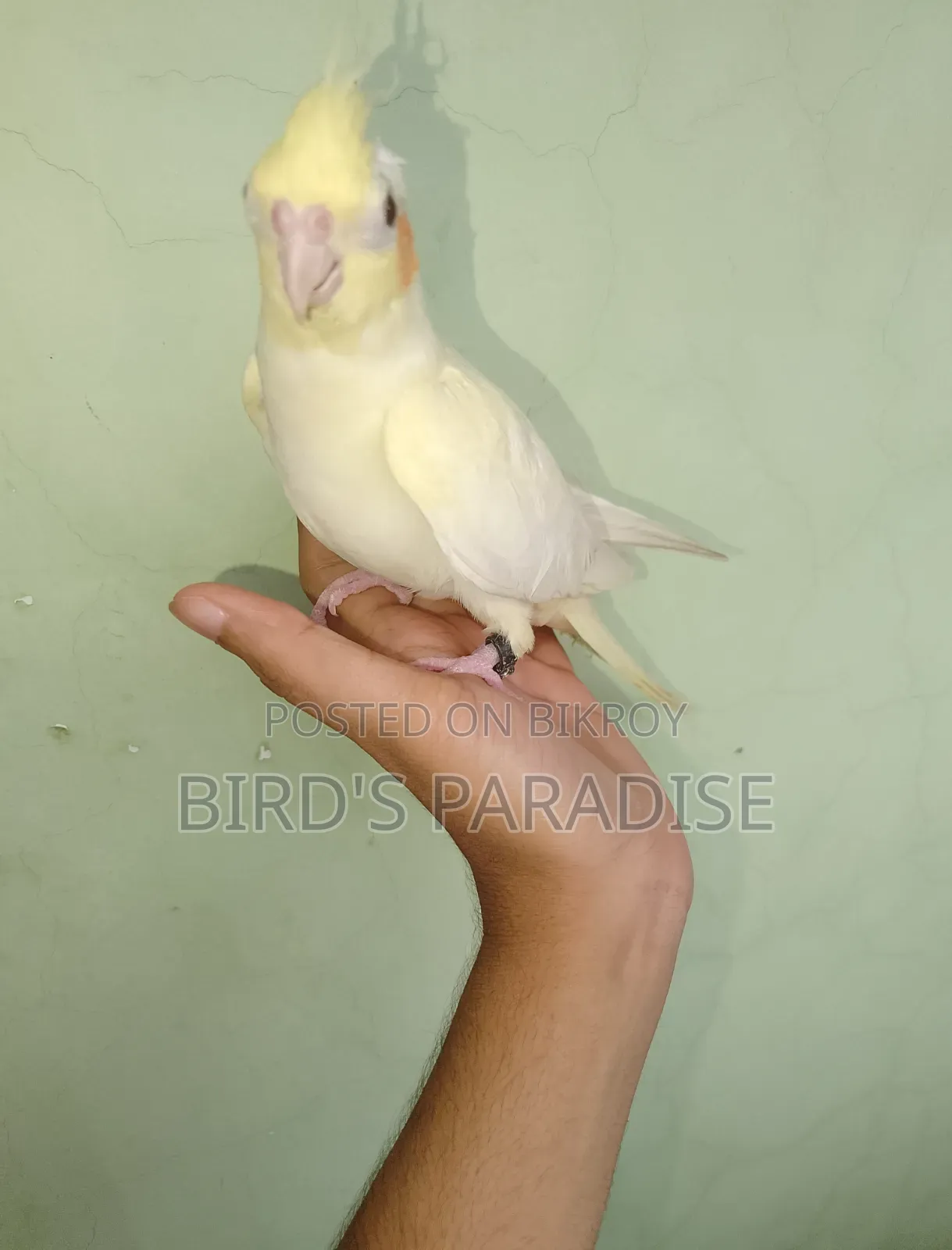 Tame Pearl Cockatiel