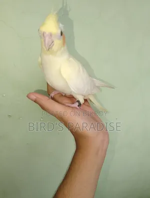 Tame Pearl Cockatiel