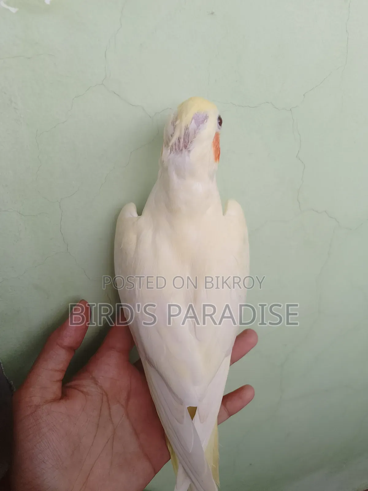 Tame Pearl Cockatiel