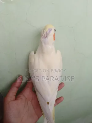 Tame Pearl Cockatiel
