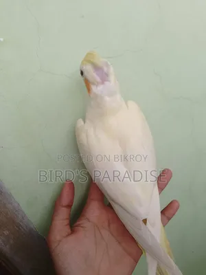Tame Pearl Cockatiel