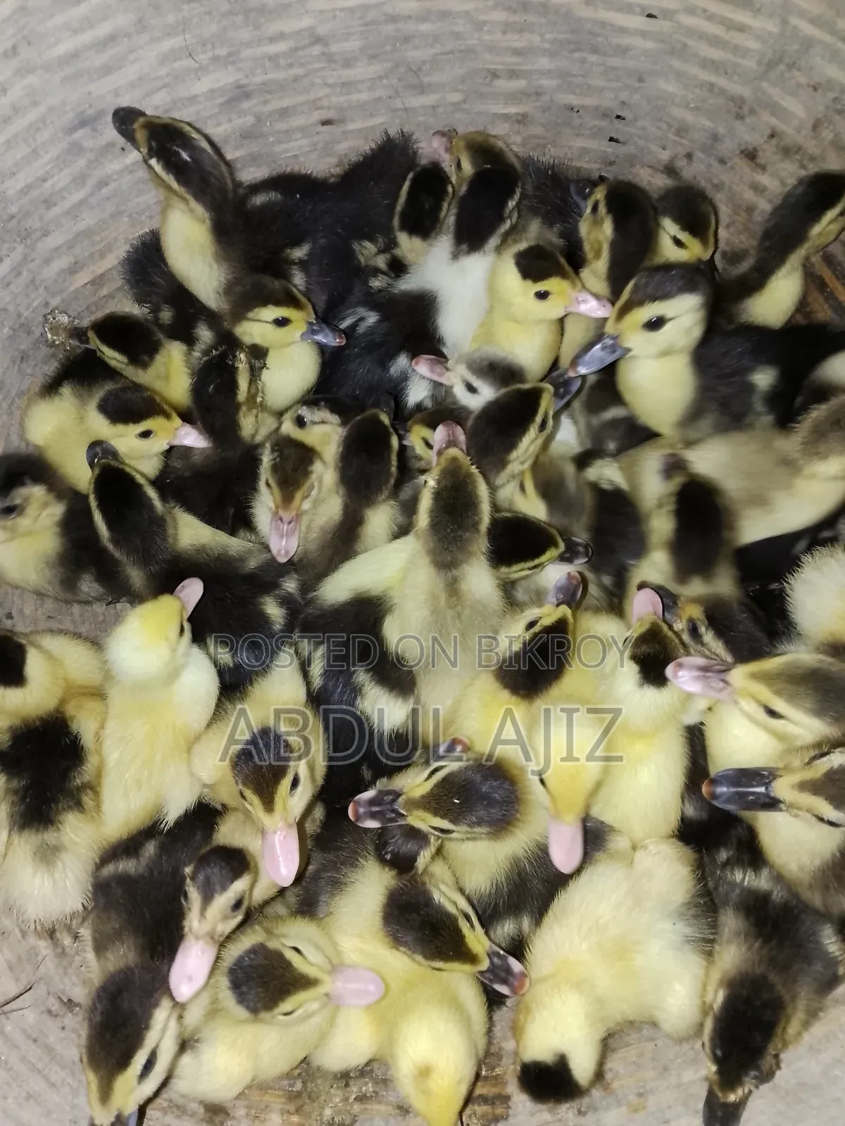 Muscovy Ducklings