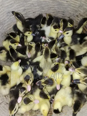 Muscovy Ducklings