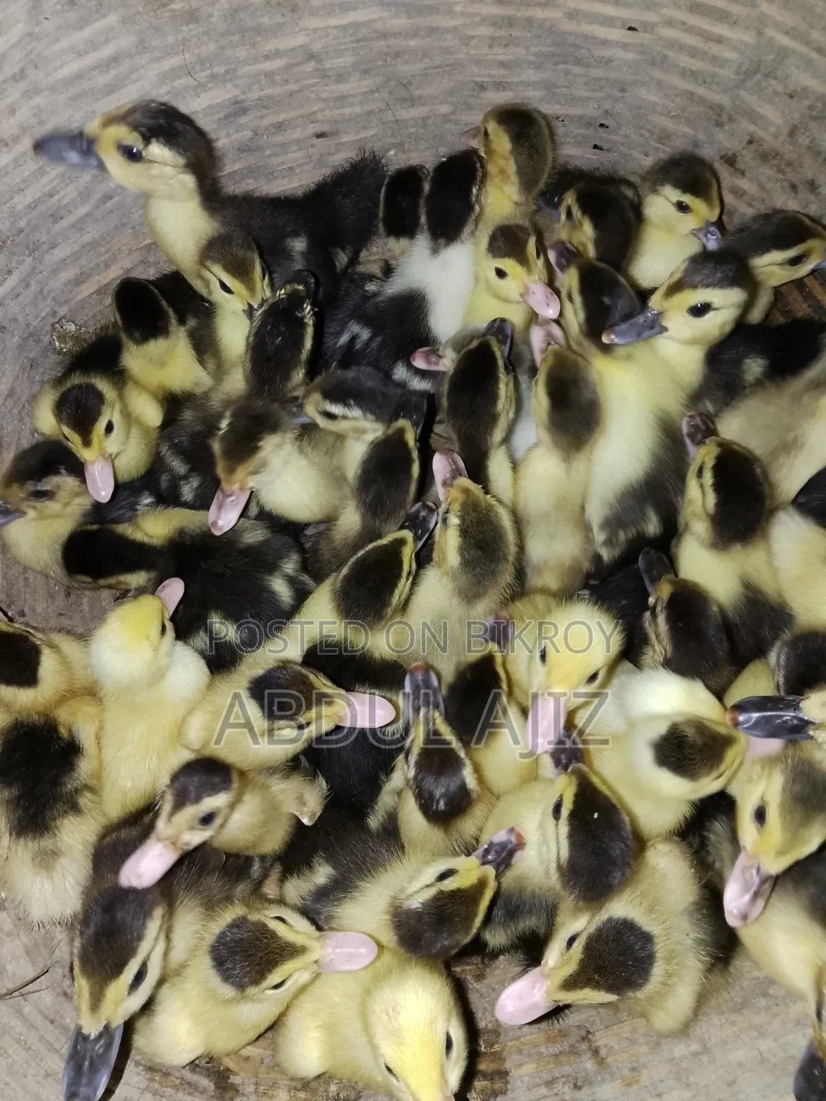 Muscovy Ducklings