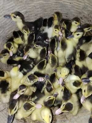 Muscovy Ducklings