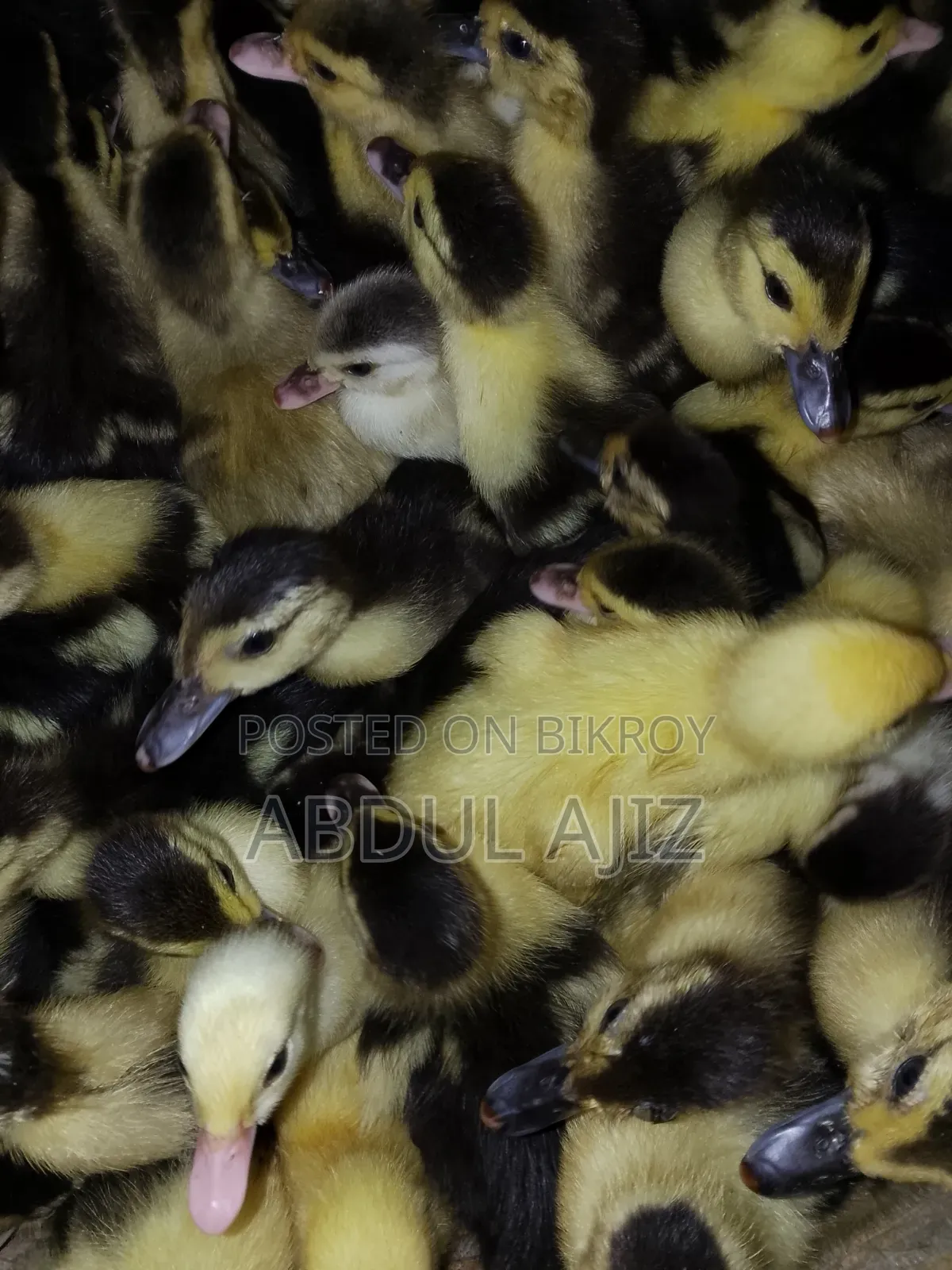 Muscovy Ducklings
