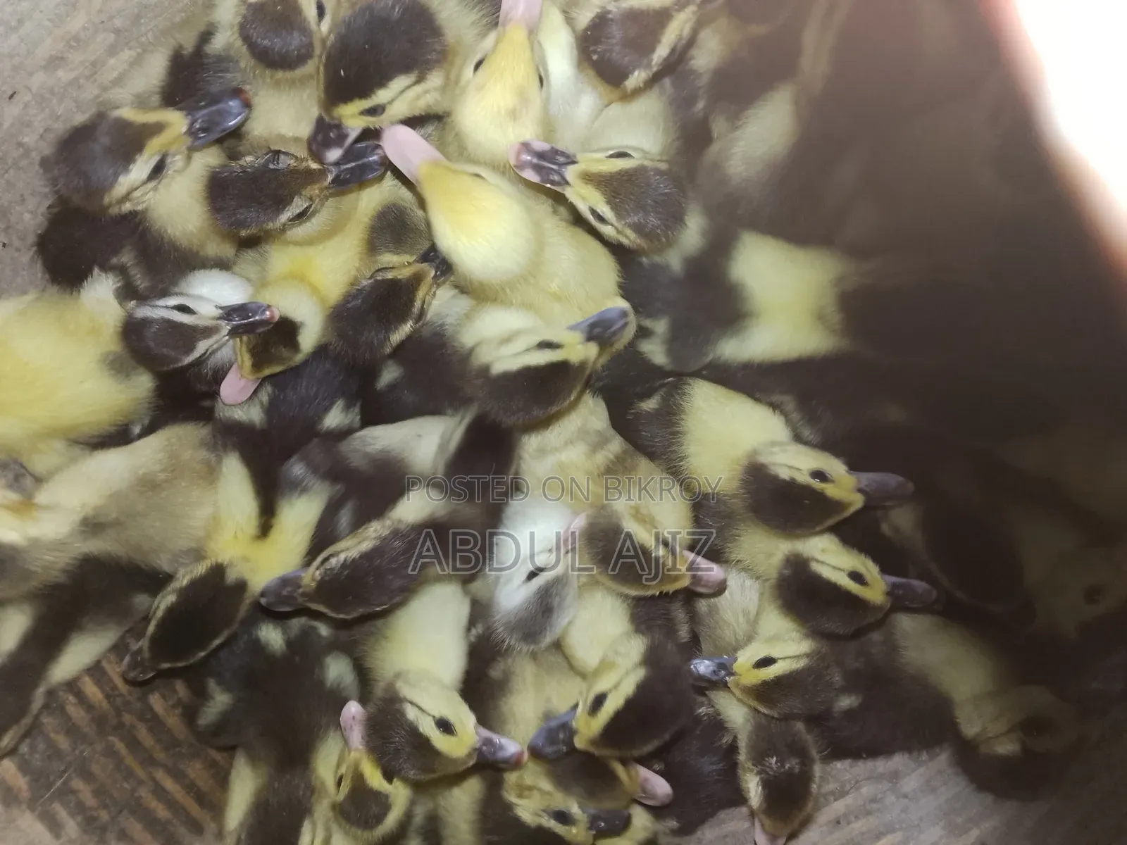 Muscovy Ducklings