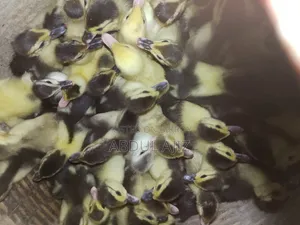 Muscovy Ducklings