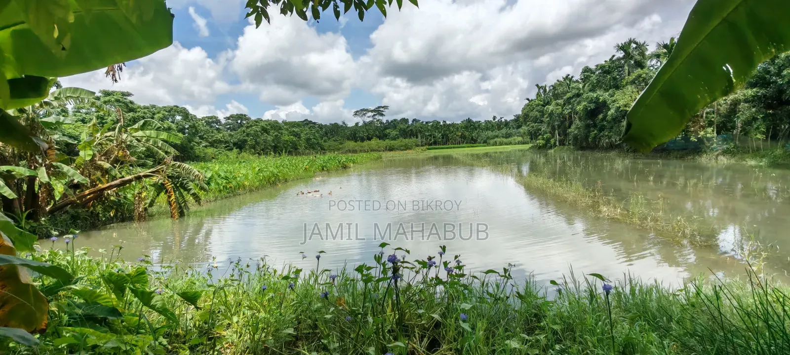 5.5 Acres or 550 decimals of land will be sold together.