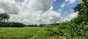 5.5 Acres or 550 decimals of land will be sold together.