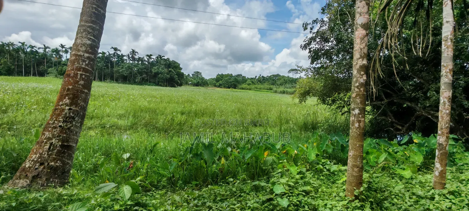 5.5 Acres or 550 decimals of land will be sold together.
