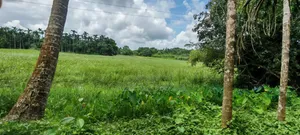 5.5 Acres or 550 decimals of land will be sold together.