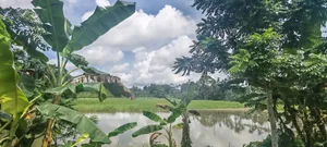 5.5 Acres or 550 decimals of land will be sold together.