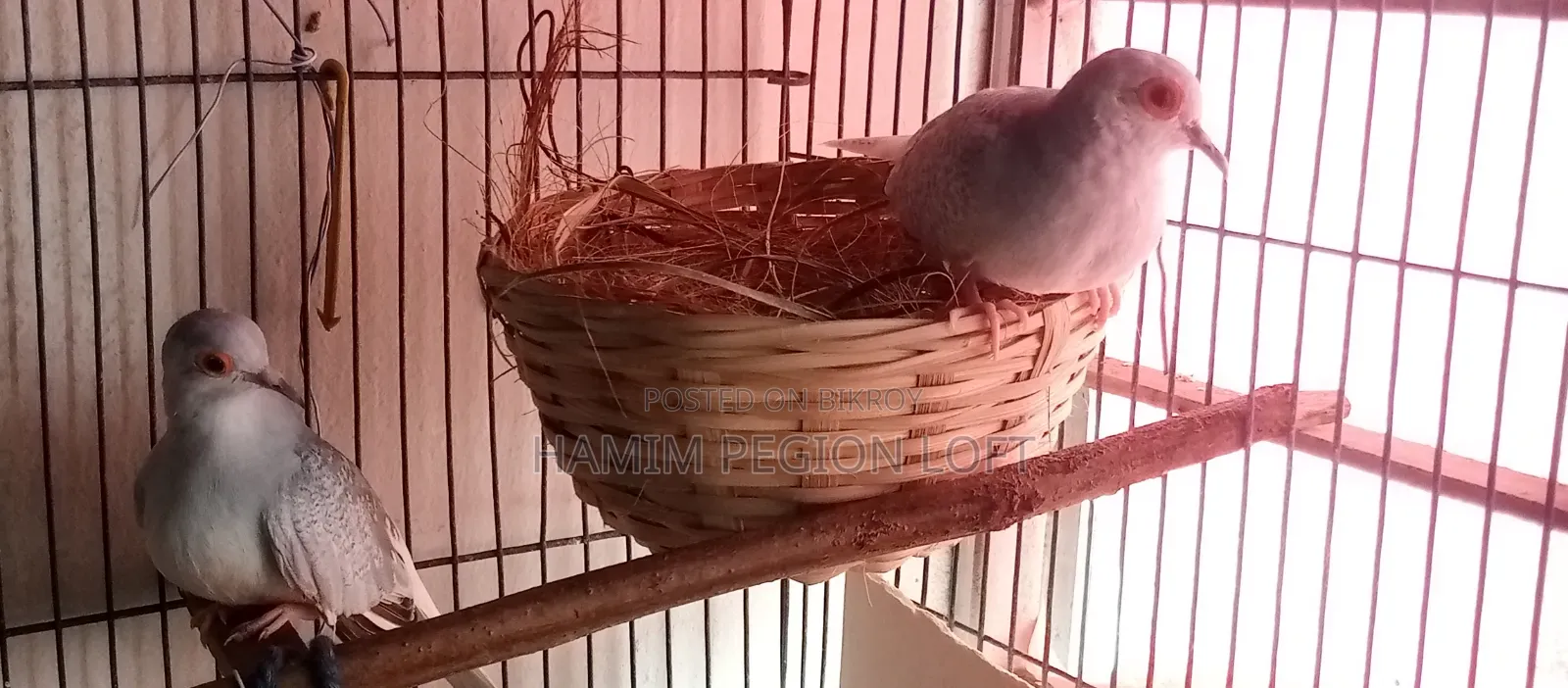Diamond Dove