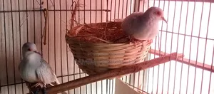 Diamond Dove