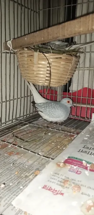 Diamond Dove