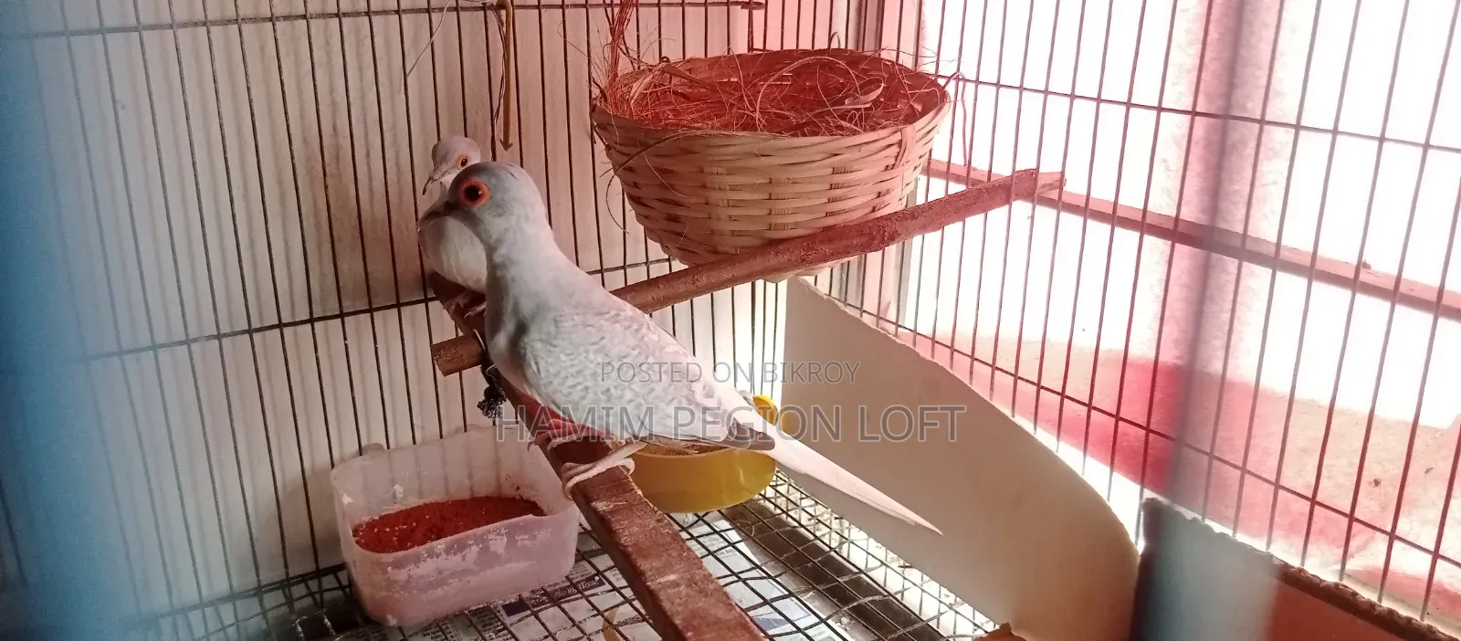 Diamond Dove
