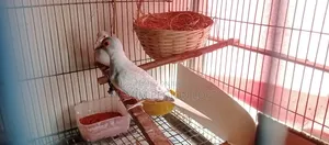 Diamond Dove