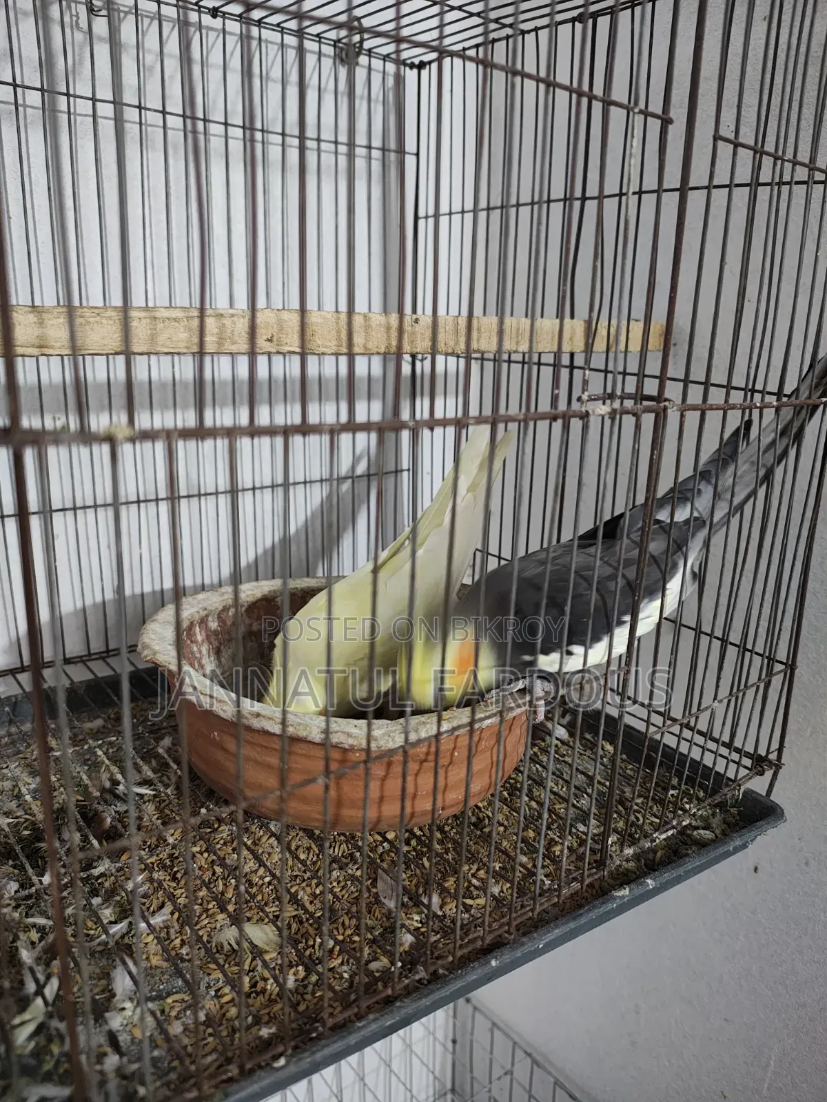 Cockatiel Master Pair
