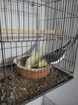 Cockatiel Master Pair
