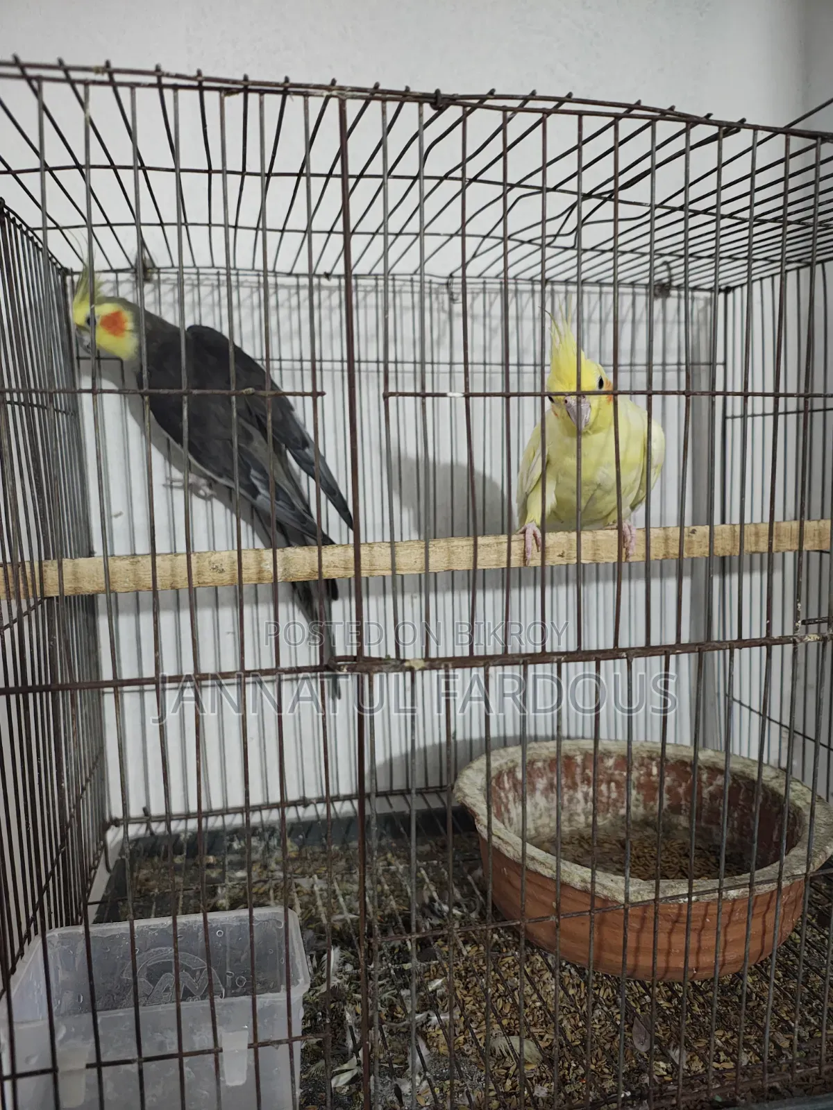 Cockatiel Master Pair