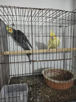 Cockatiel Master Pair