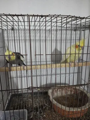 Cockatiel Master Pair