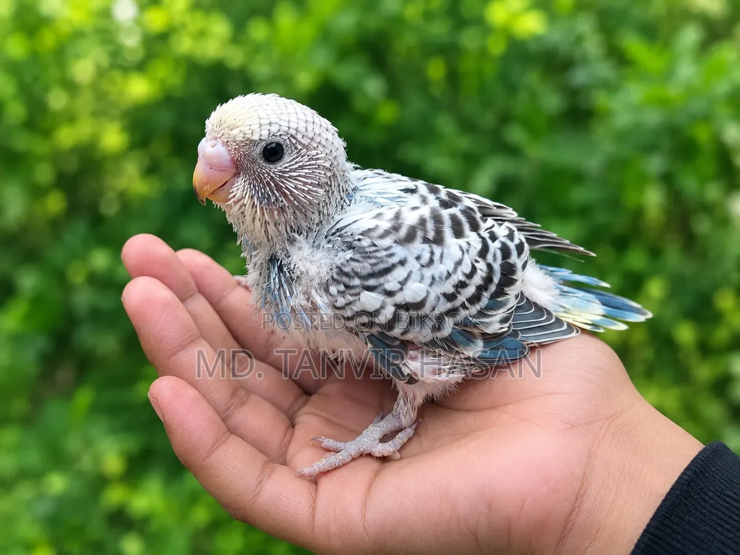 Baby Budgerigar Birds.