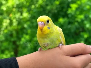 Baby Budgerigar Birds.