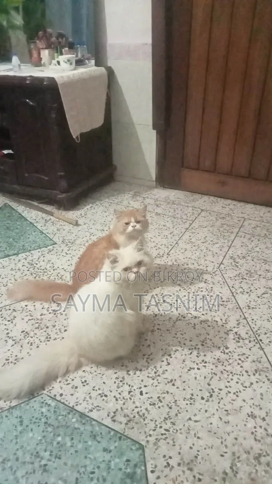 6-12 Months Female Purebred Persian