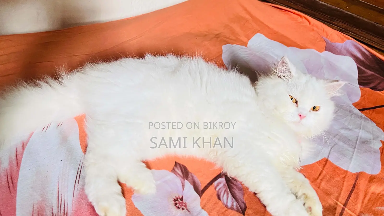 6-12 Months Female Purebred Persian