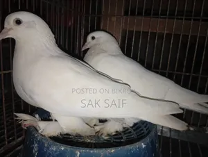Original Rajgola Running Pigeons
