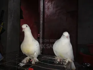 Original Rajgola Running Pigeons