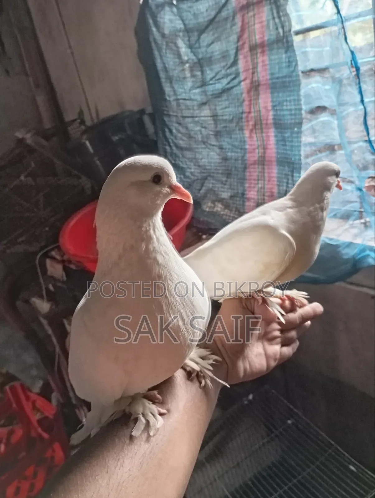 Original Rajgola Running Pigeons