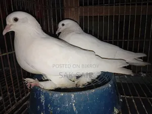 Original Rajgola Running Pigeons
